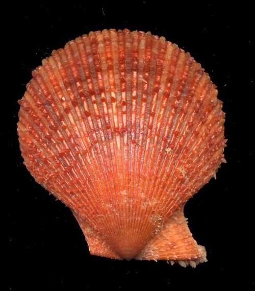 Mimaclamys varia